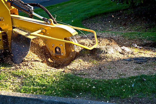 The Steps Involved in Our Tree Care Process in Cherry Grove, OH